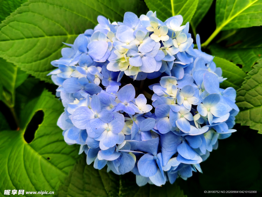 绣球花
