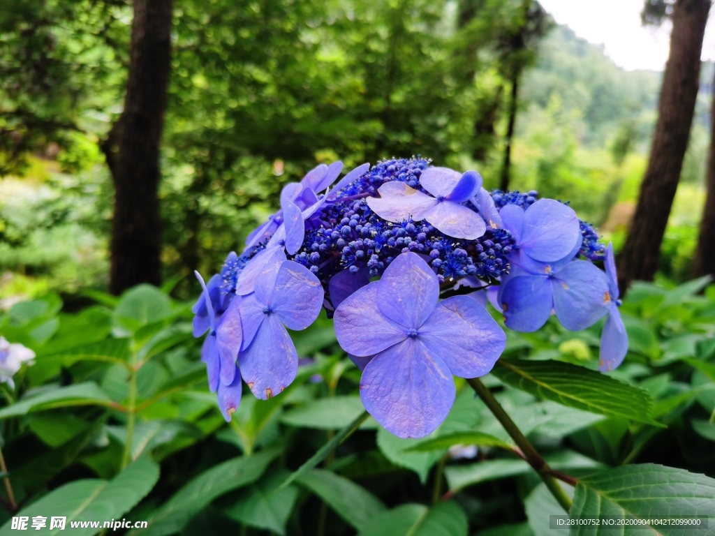 绣球花