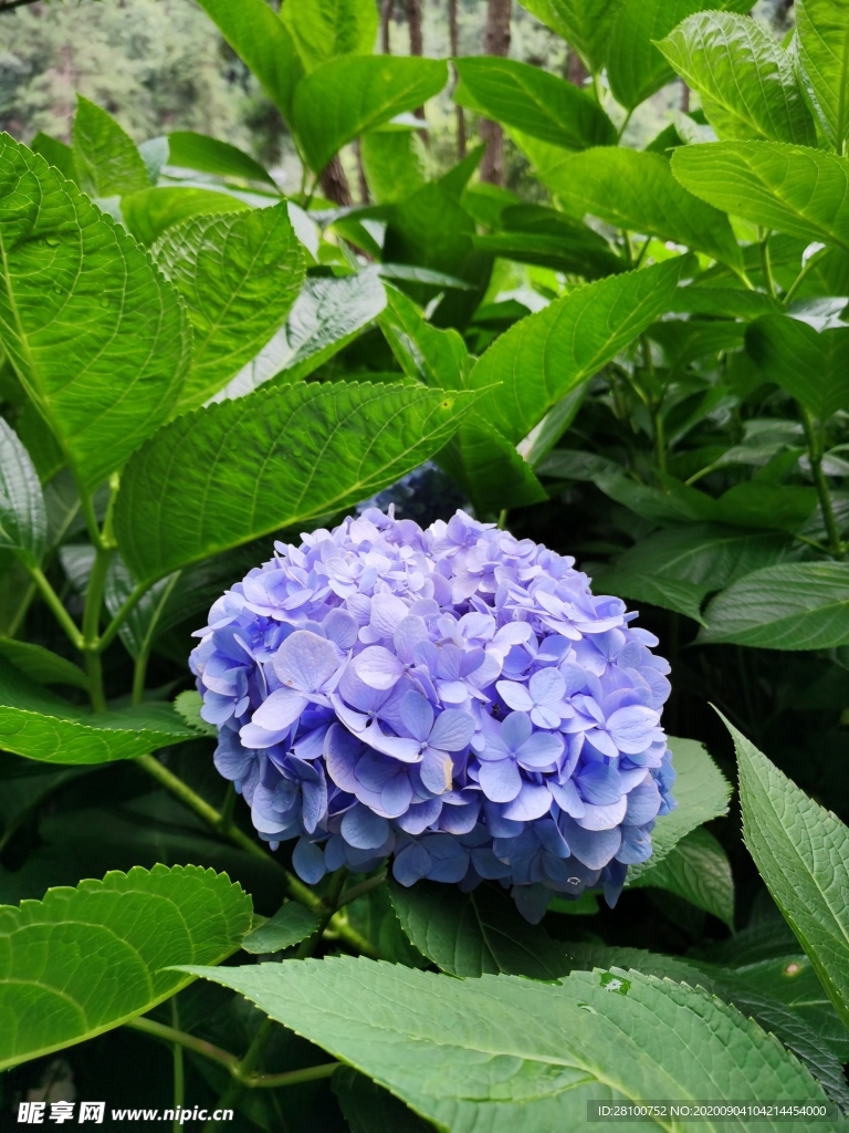 绣球花