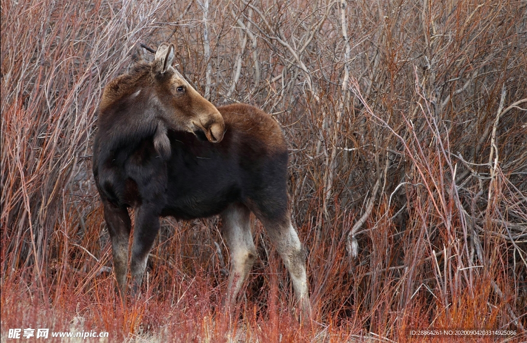 动物 宠物 狗 猫 生物世界