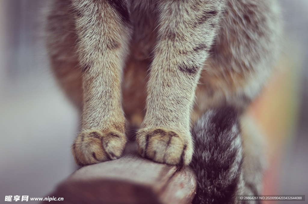 动物 宠物 狗 猫 生物世界