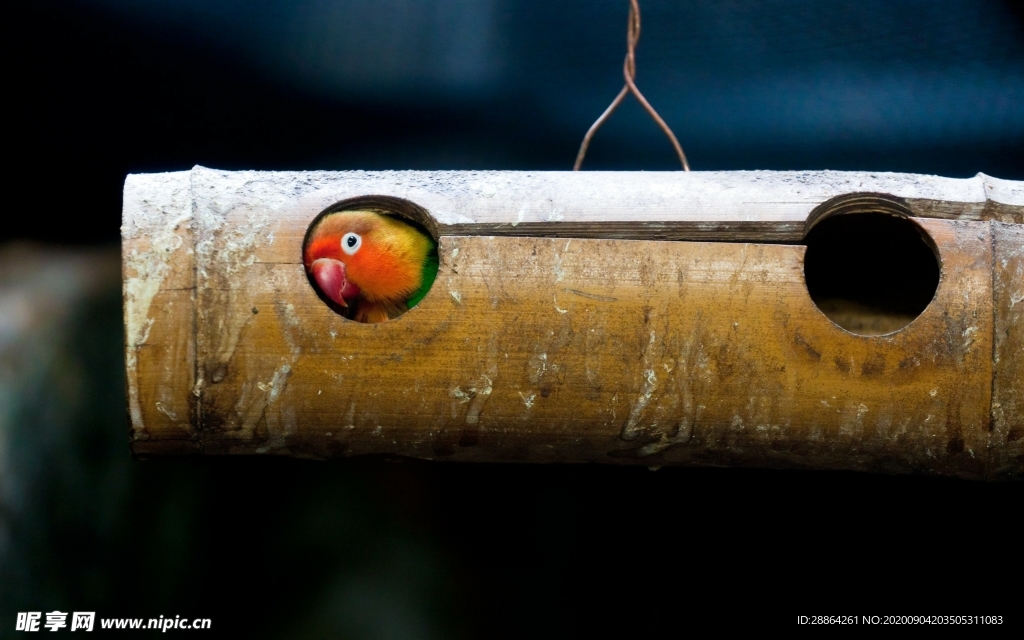 动物 宠物 狗 猫 生物世界
