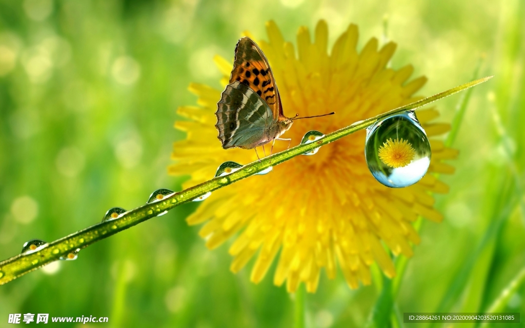 动物 宠物 狗 猫 生物世界