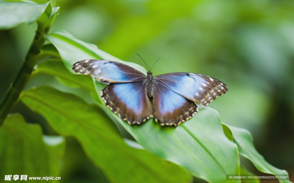 动物 宠物 狗 猫 生物世界