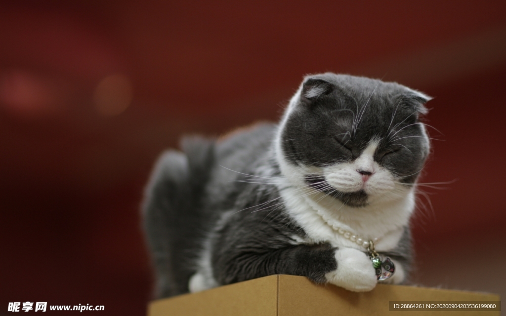 动物 宠物 狗 猫 生物世界