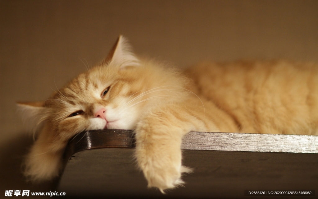 动物 宠物 狗 猫 生物世界