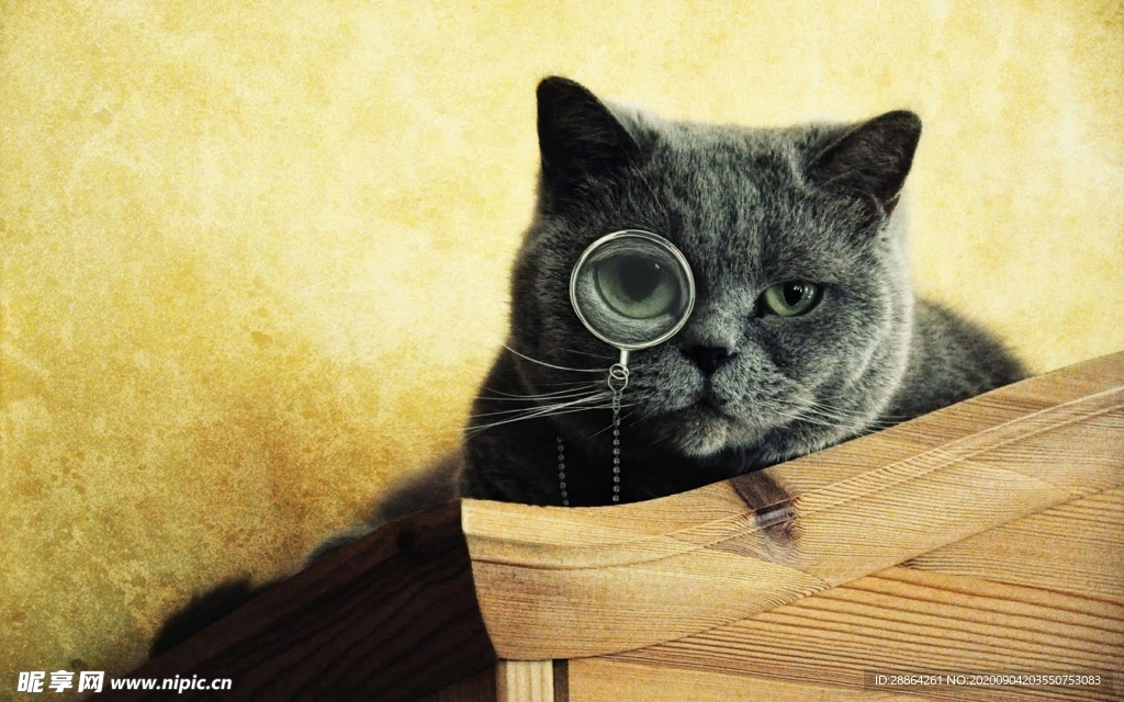 动物 宠物 狗 猫 生物世界