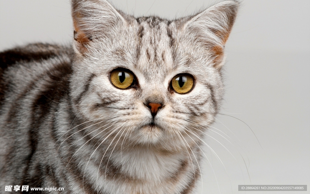 动物 宠物 狗 猫 生物世界