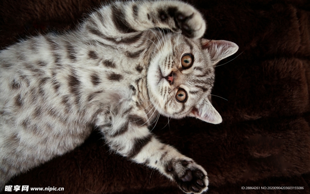 动物 宠物 狗 猫 生物世界