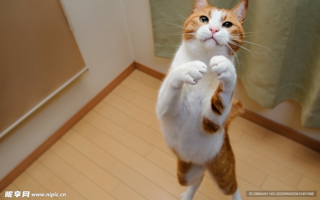 动物 宠物 狗 猫 生物世界