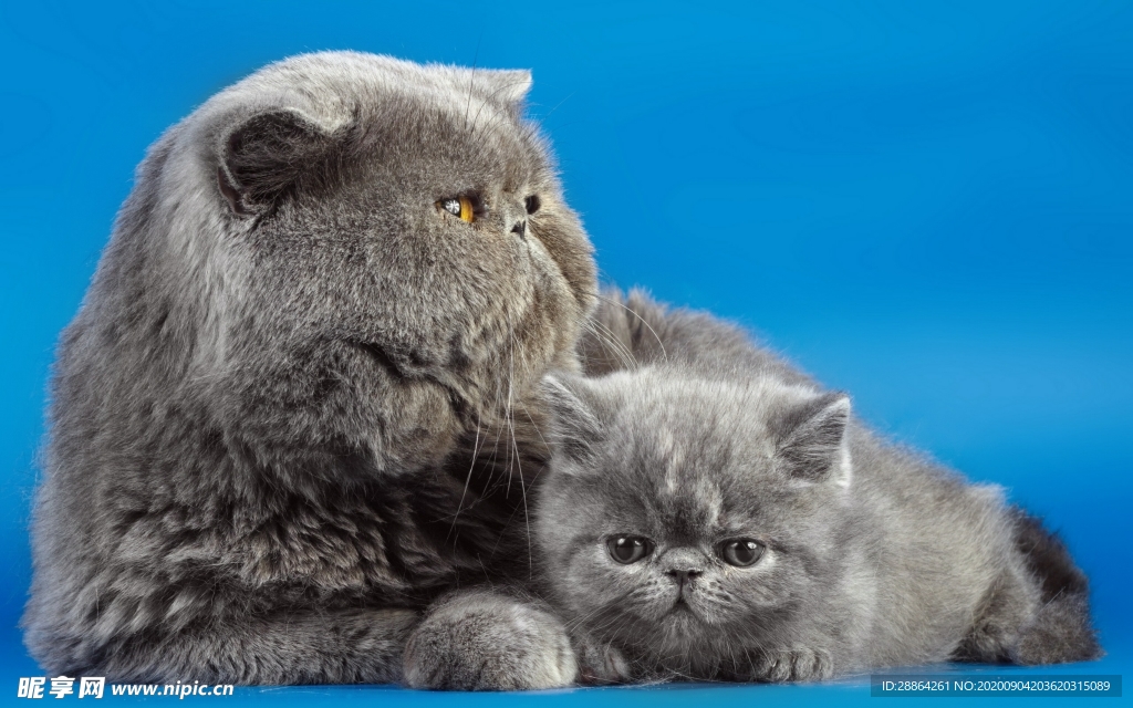 动物 宠物 狗 猫 生物世界