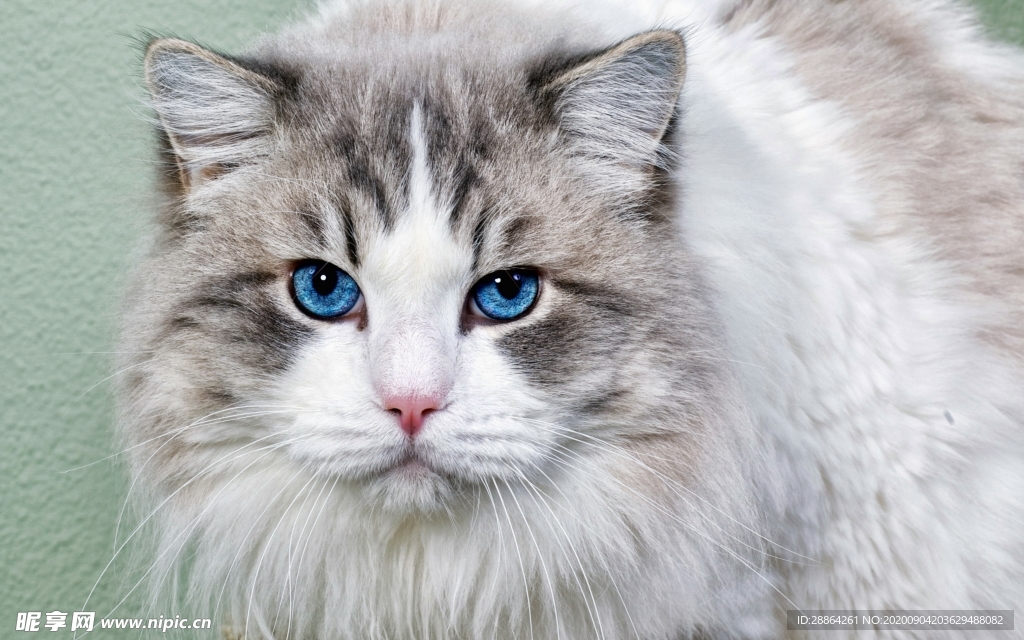 动物 宠物 狗 猫 生物世界