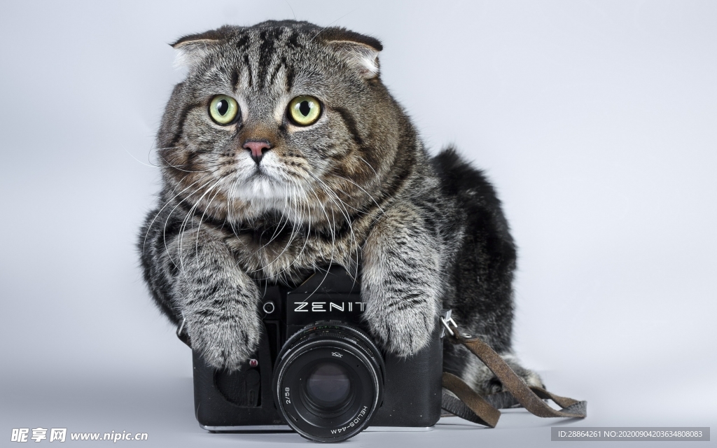 动物 宠物 狗 猫 生物世界