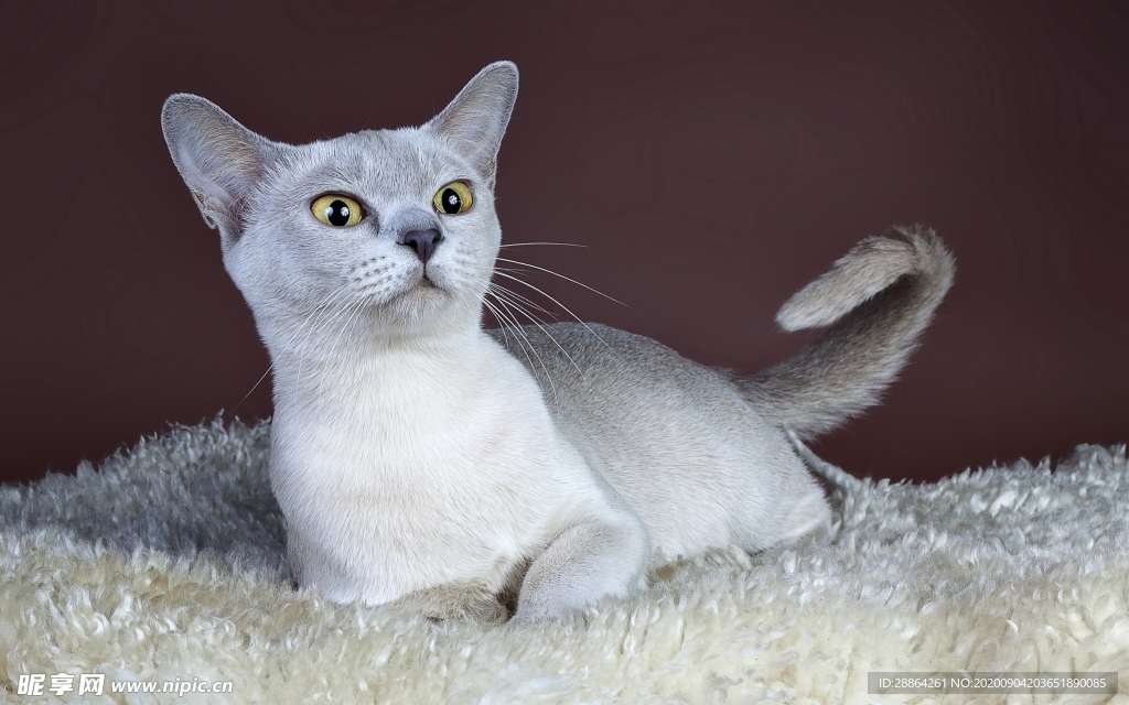 动物 宠物 狗 猫 生物世界