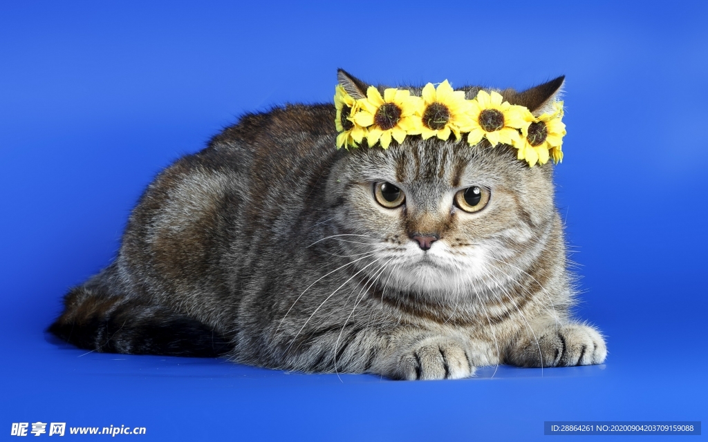 动物 宠物 狗 猫 生物世界