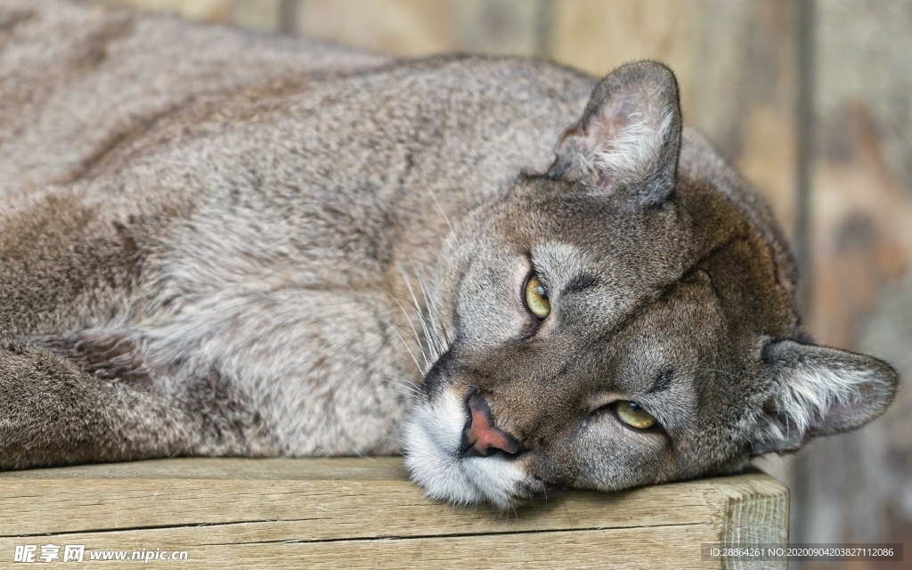 动物 宠物 狗 猫 生物世界