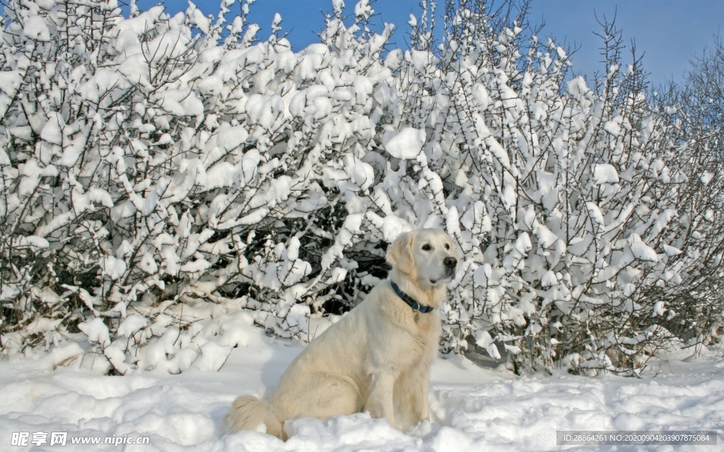 动物 宠物 狗 猫 生物世界