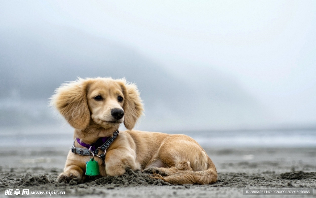 动物 宠物 狗 猫 生物世界