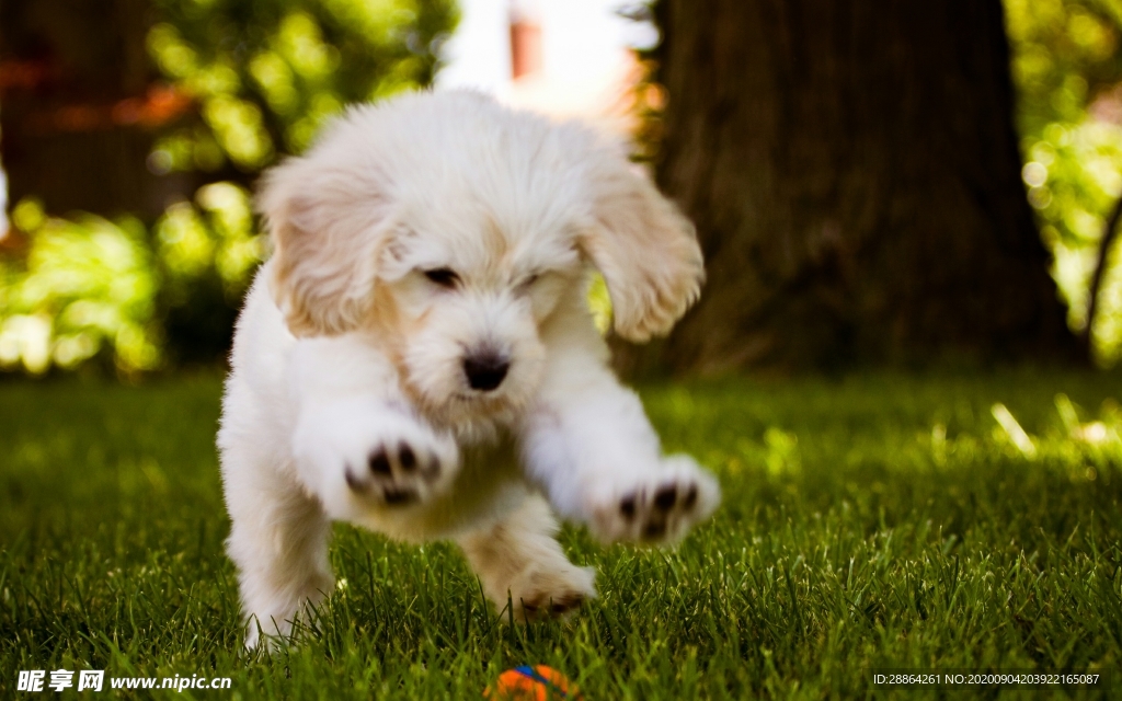 动物 宠物 狗 猫 生物世界