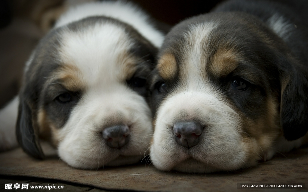 动物 宠物 狗 猫 生物世界