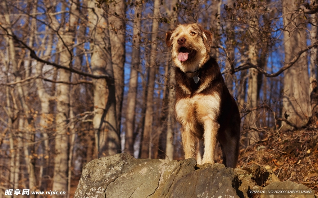 动物 宠物 狗 猫 生物世界