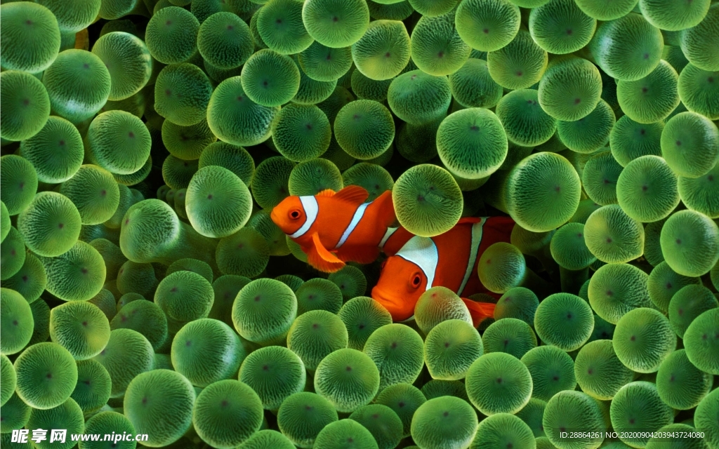 动物 宠物 狗 猫 生物世界
