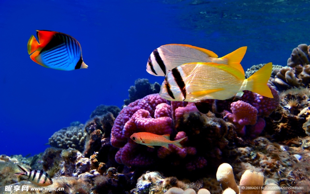 动物 宠物 狗 猫 生物世界