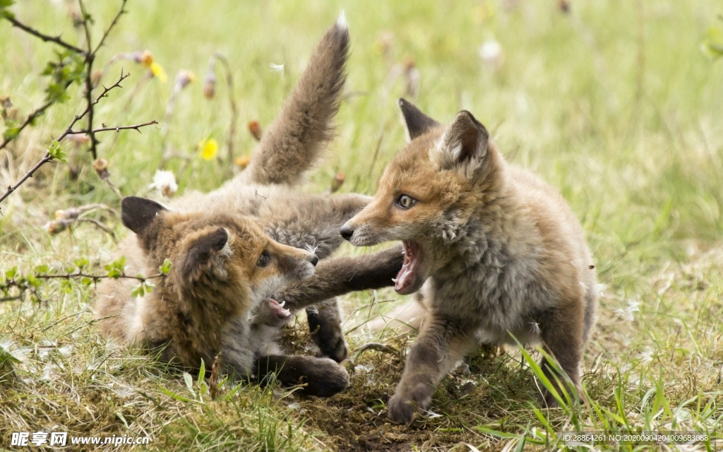 动物 宠物 狗 猫 生物世界