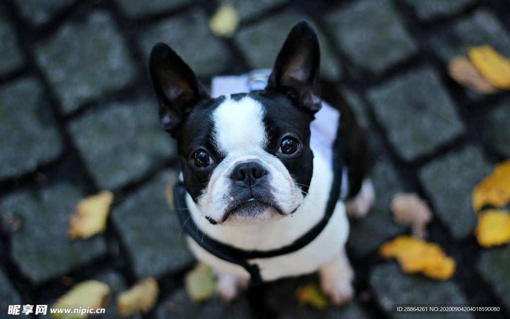 动物 宠物 狗 猫 生物世界