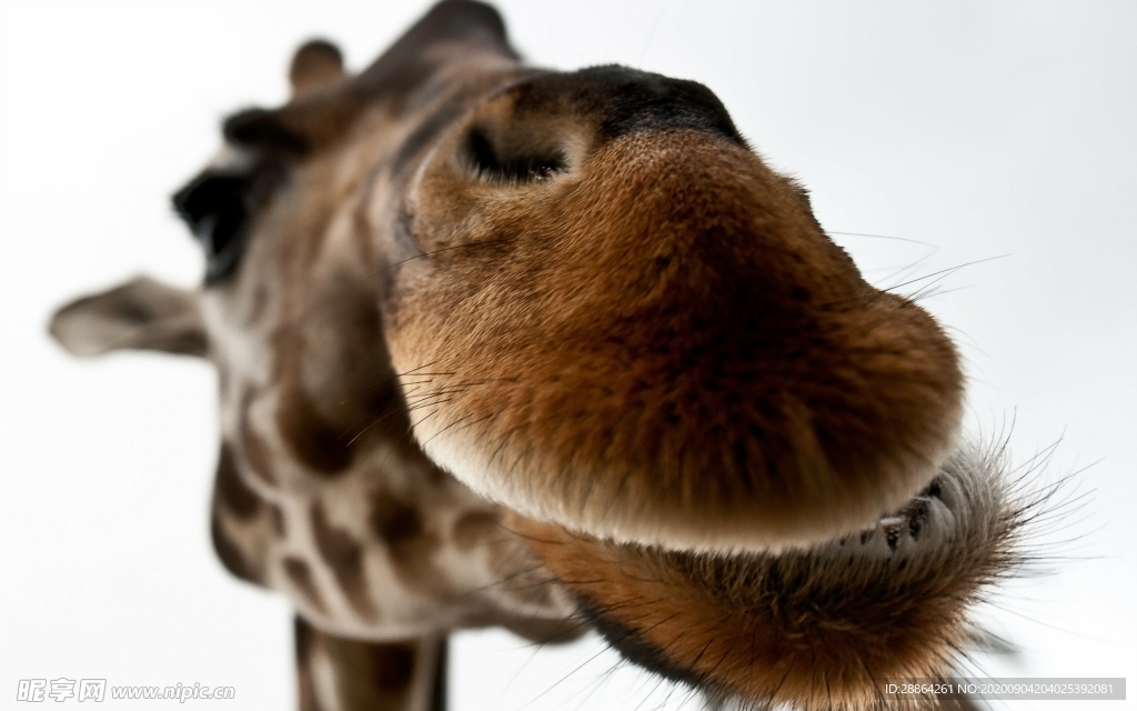动物 宠物 狗 猫 生物世界