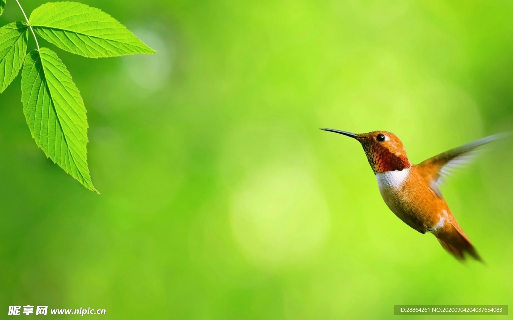 动物 宠物 狗 猫 生物世界