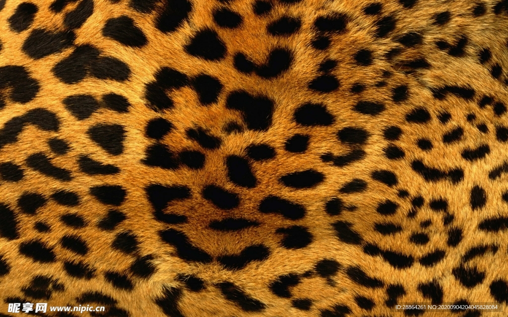 动物 宠物 狗 猫 生物世界