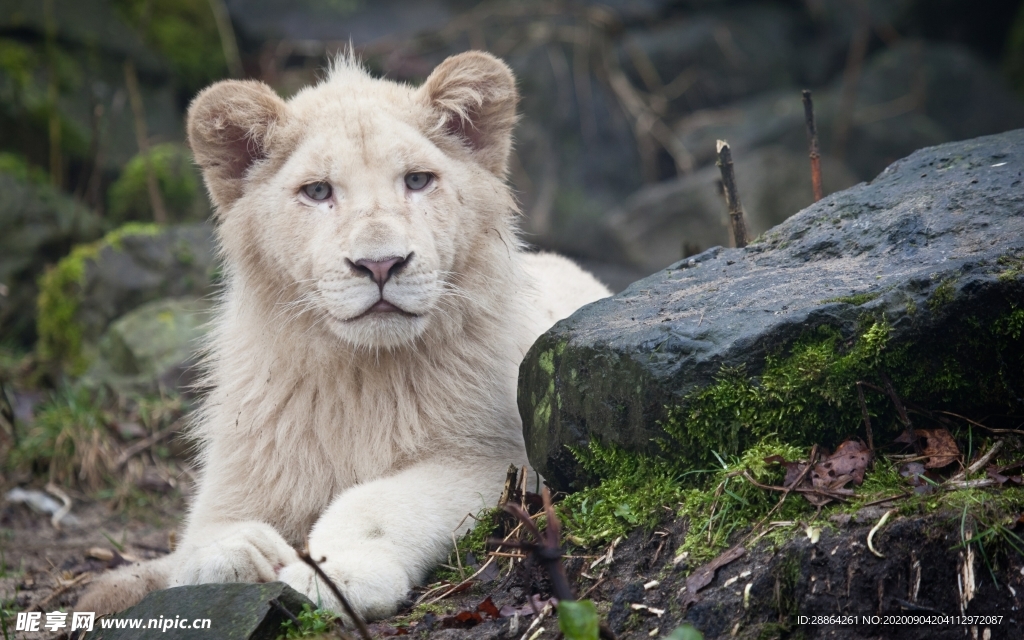 动物 宠物 狗 猫 生物世界