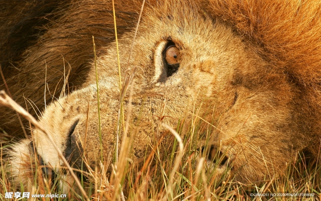 动物 宠物 狗 猫 生物世界