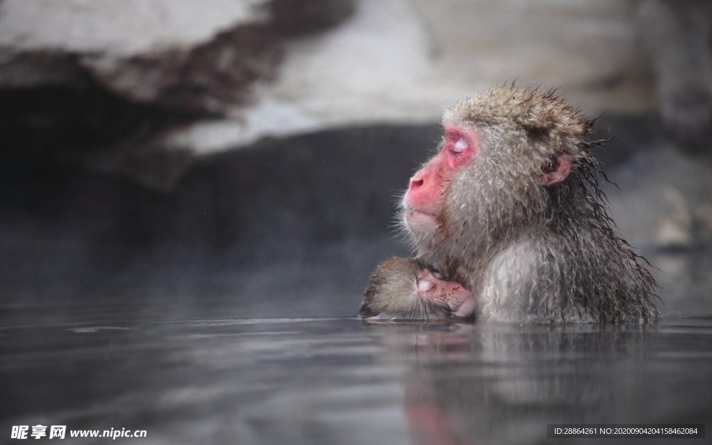 动物 宠物 狗 猫 生物世界