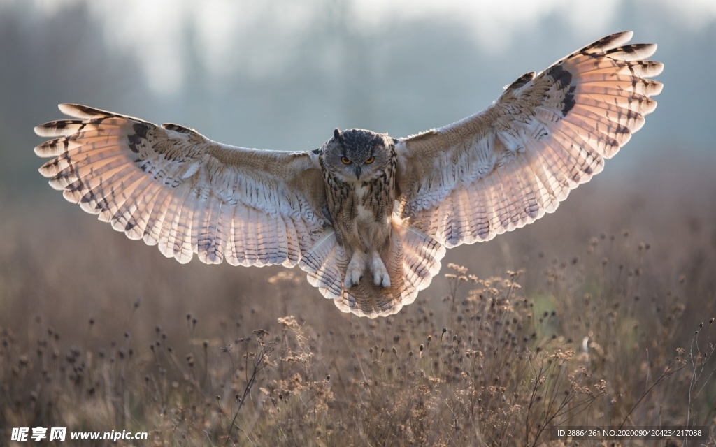 动物 宠物 狗 猫 生物世界
