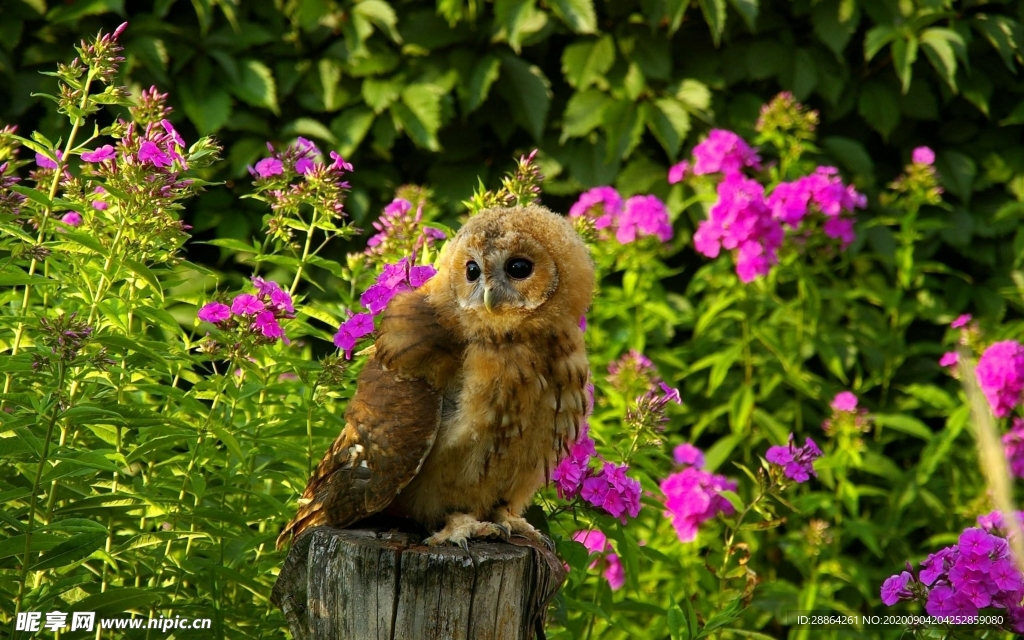 动物 宠物 狗 猫 生物世界
