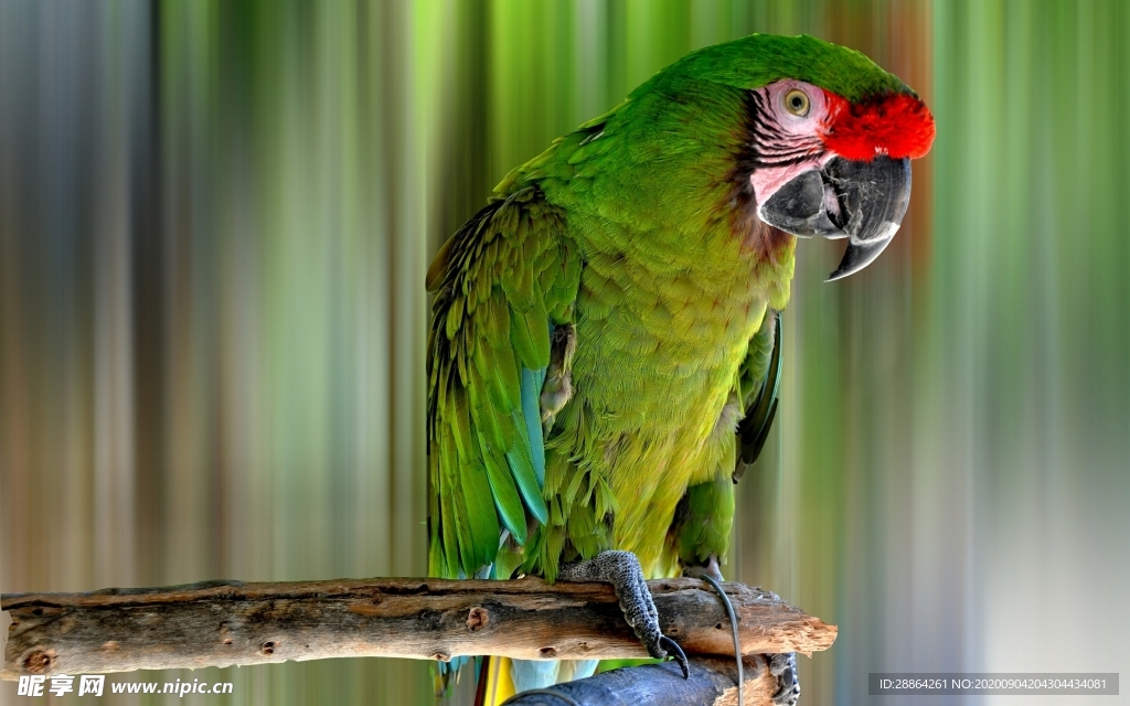 动物 宠物 狗 猫 生物世界