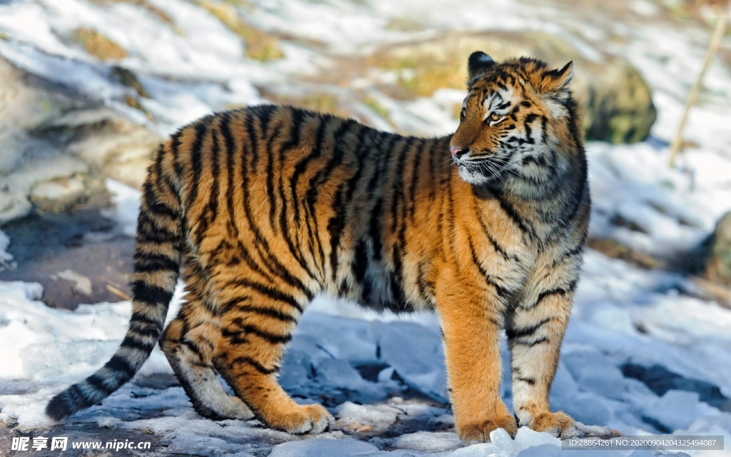 动物 宠物 狗 猫 生物世界