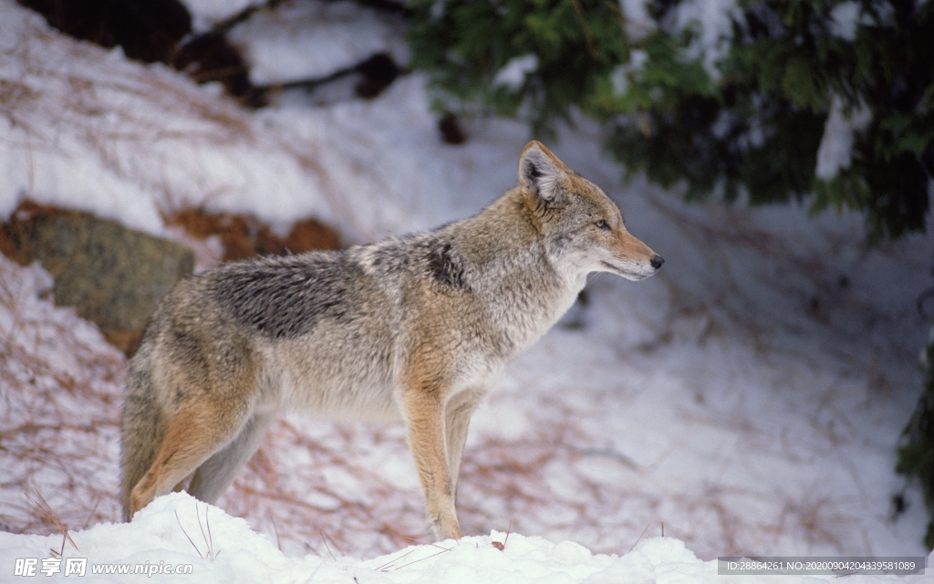 动物 宠物 狗 猫 生物世界