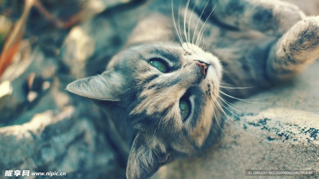 动物 宠物 狗 猫 生物世界