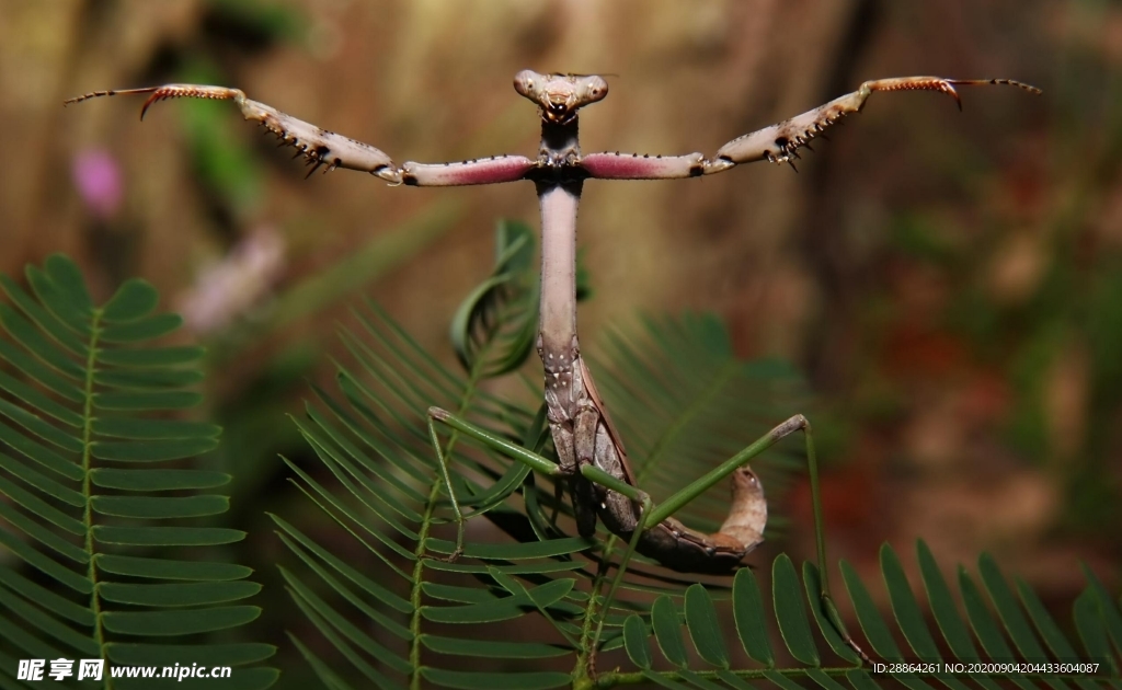 动物 宠物 狗 猫 生物世界
