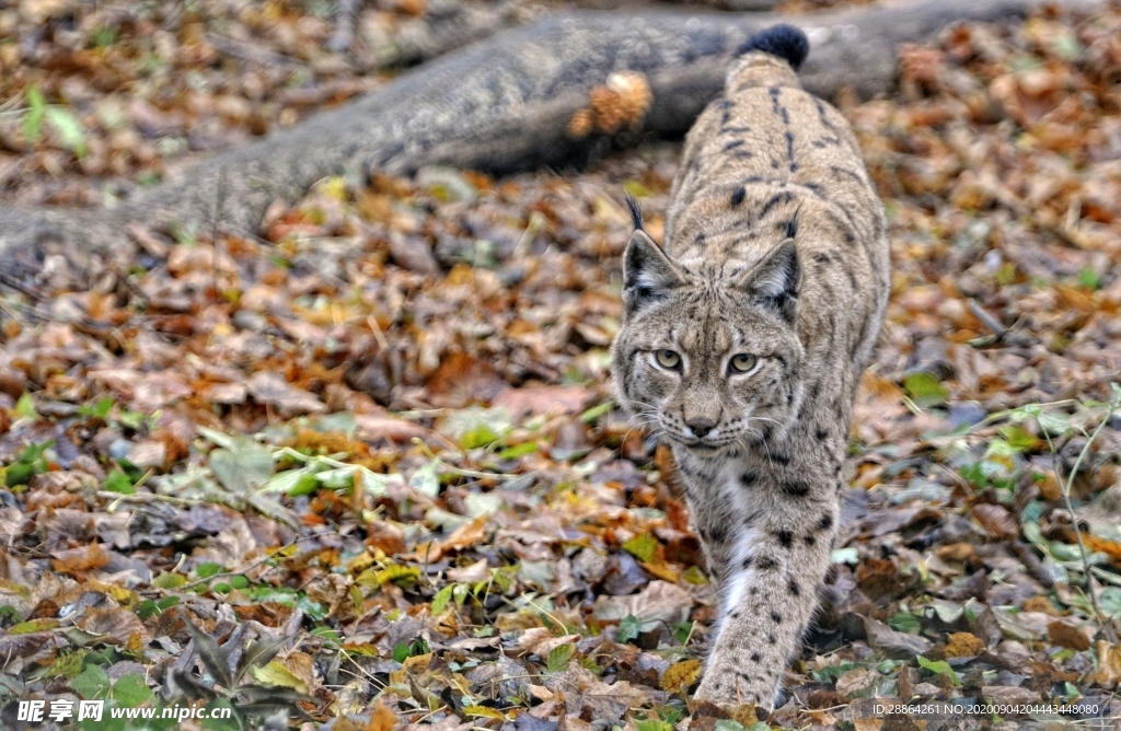 动物 宠物 狗 猫 生物世界