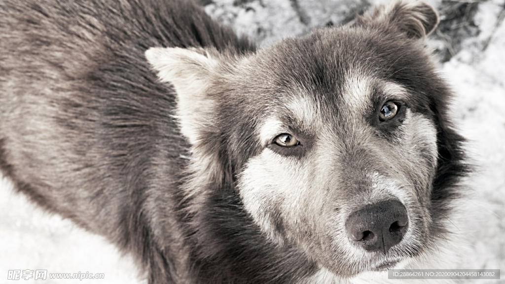 动物 宠物 狗 猫 生物世界