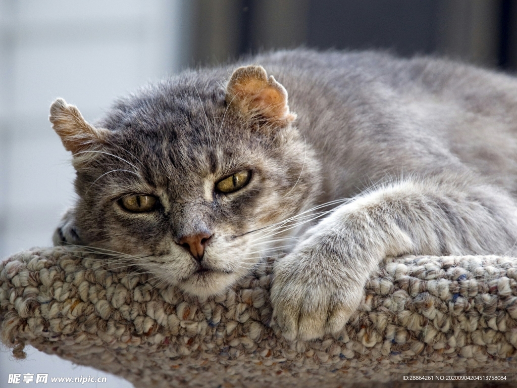 动物 宠物 狗 猫 生物世界