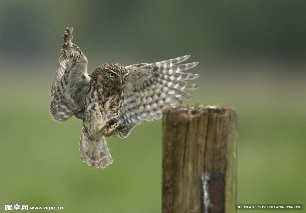 动物 宠物 狗 猫 生物世界