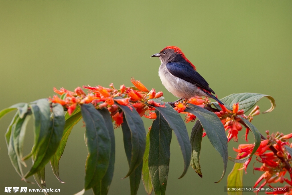 动物 宠物 狗 猫 生物世界
