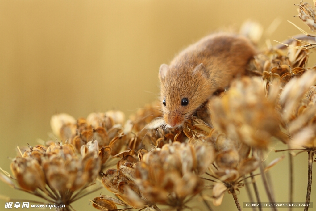 动物 宠物 狗 猫 生物世界