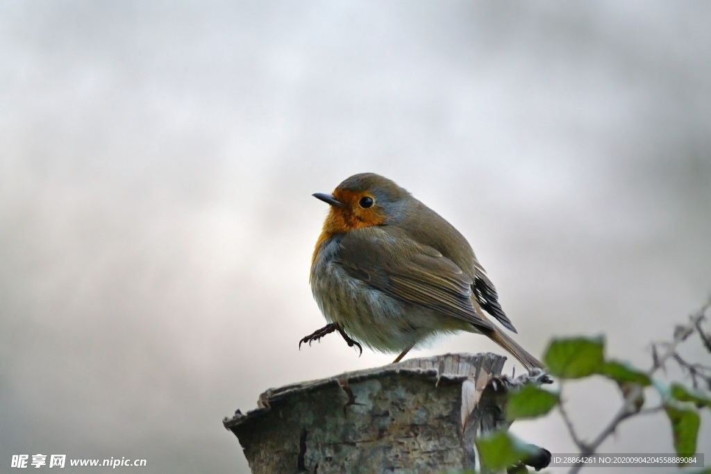 动物 宠物 狗 猫 生物世界