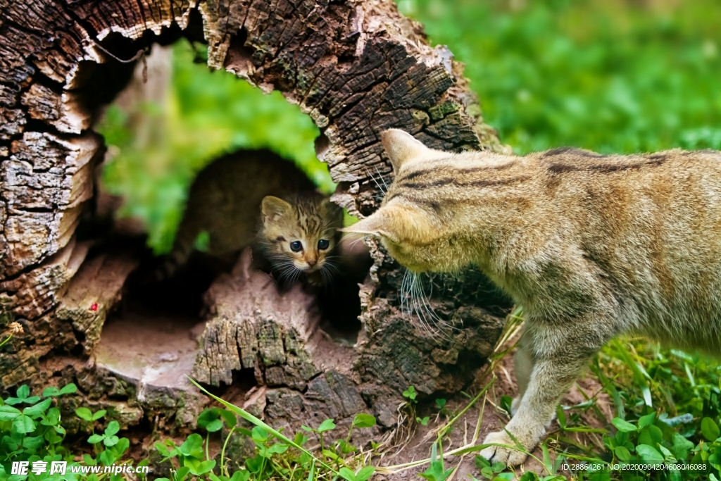 动物 宠物 狗 猫 生物世界